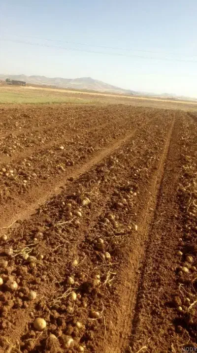 اجاره ۱هکتارو ۵ نی زمین|اجارهٔ دفتر صنعتی، کشاورزی، تجاری|فاضل آباد, |دیوار