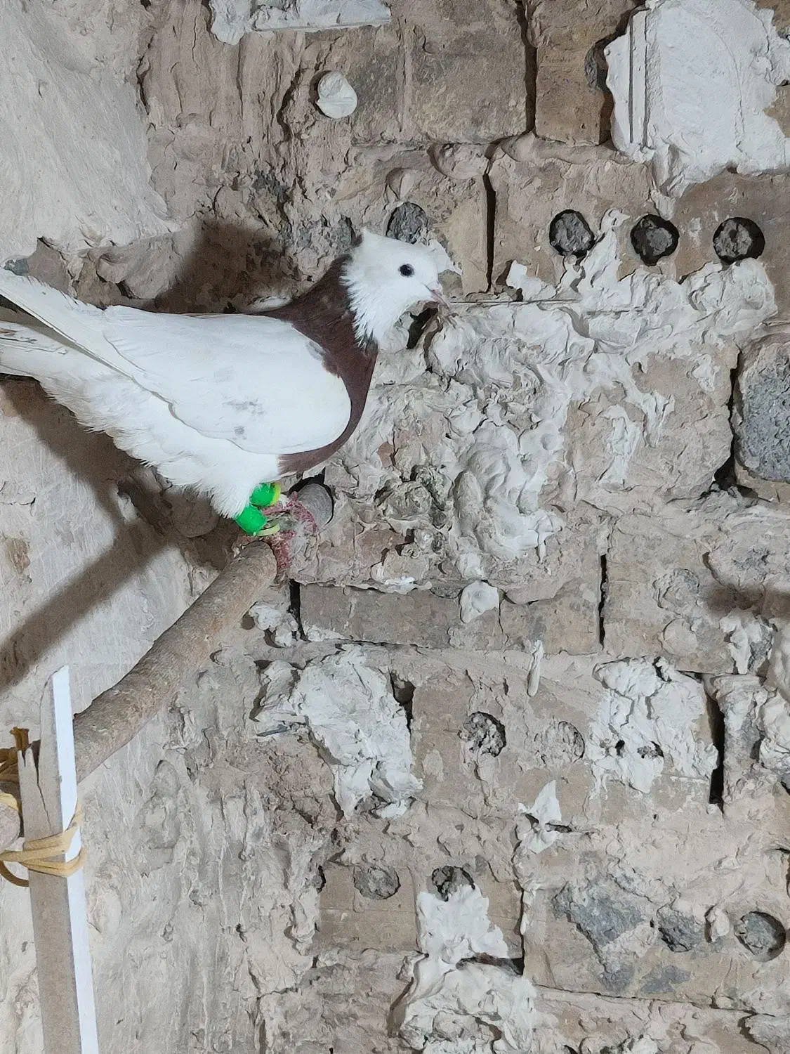 کفتر یا کبوتر|پرنده|تربتحیدریه, ده پائین|دیوار