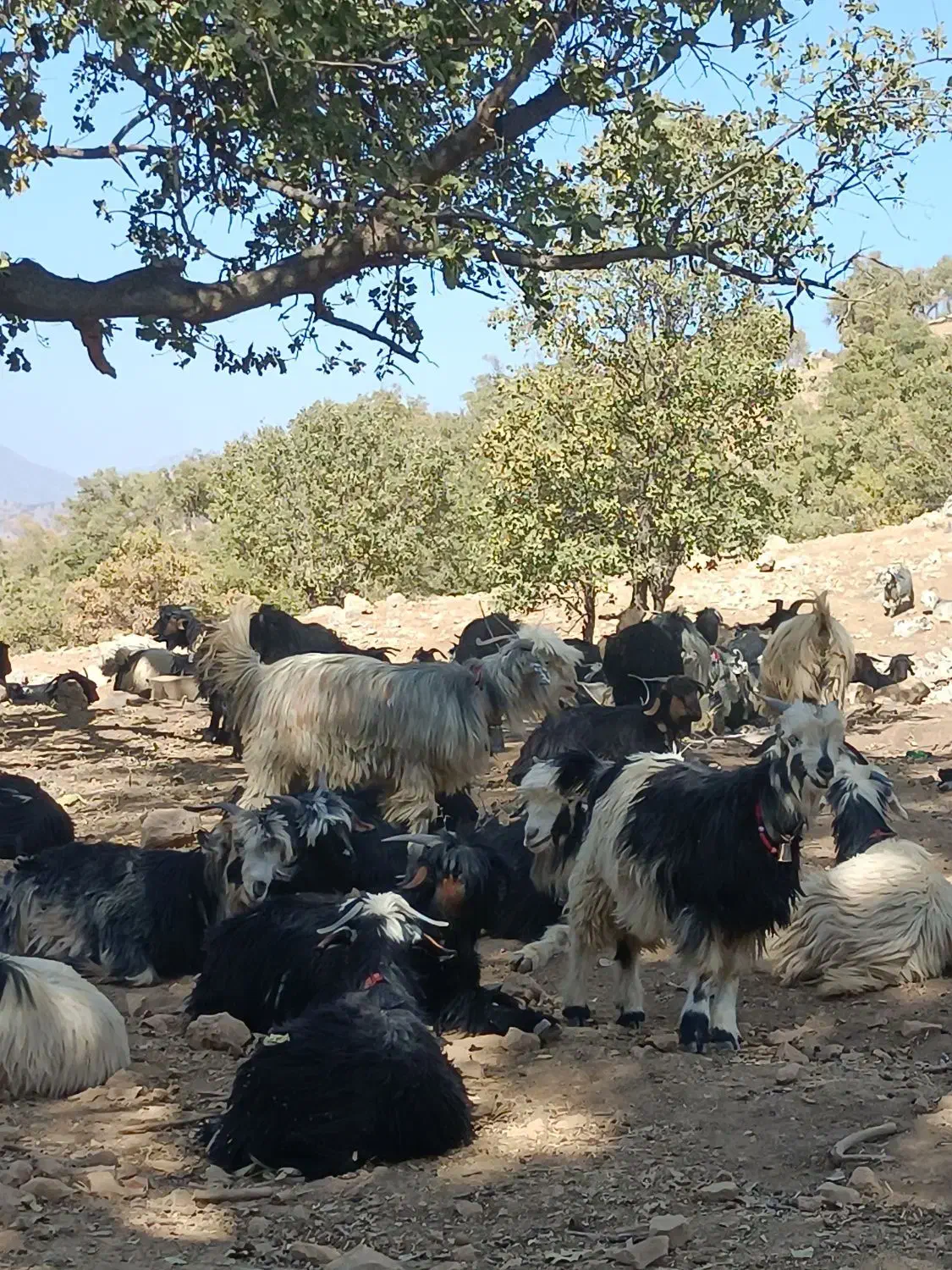 بز فروشی|حیوانات مزرعه|منج, |دیوار