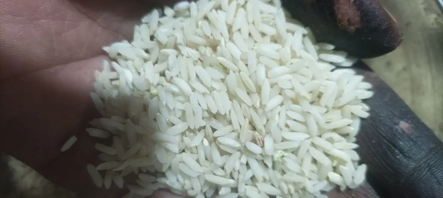 برنج درجه یک بالاترین برنج ماله خودمونه|خوردنی و آشامیدنی|قم, زنبیل آباد|دیوار