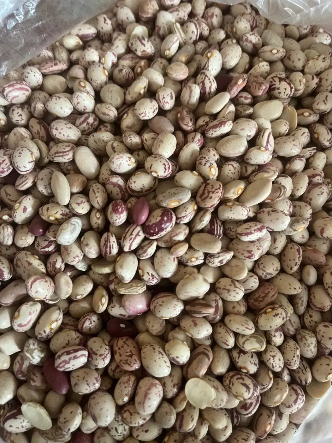 لوبیا چیتی|خوردنی و آشامیدنی|شیراز, فرهنگ شهر|دیوار