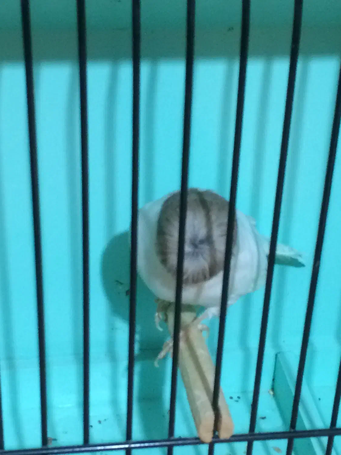 قناری گلاستر|پرنده|ری, هاشمآباد|دیوار