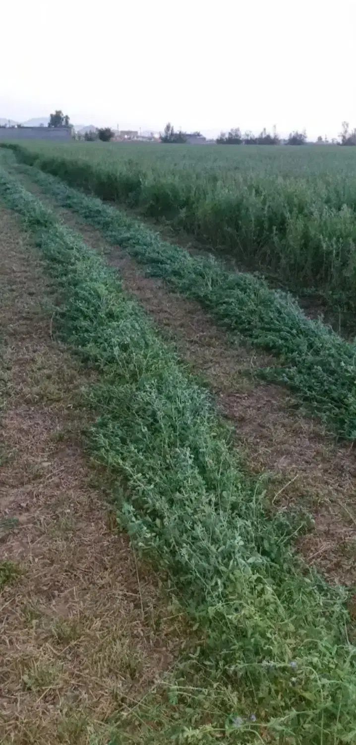 بیده درجه یک کلیوی ۲۸۰۰۰ هزار|خدمات باغبانی و درختکاری|بم, |دیوار