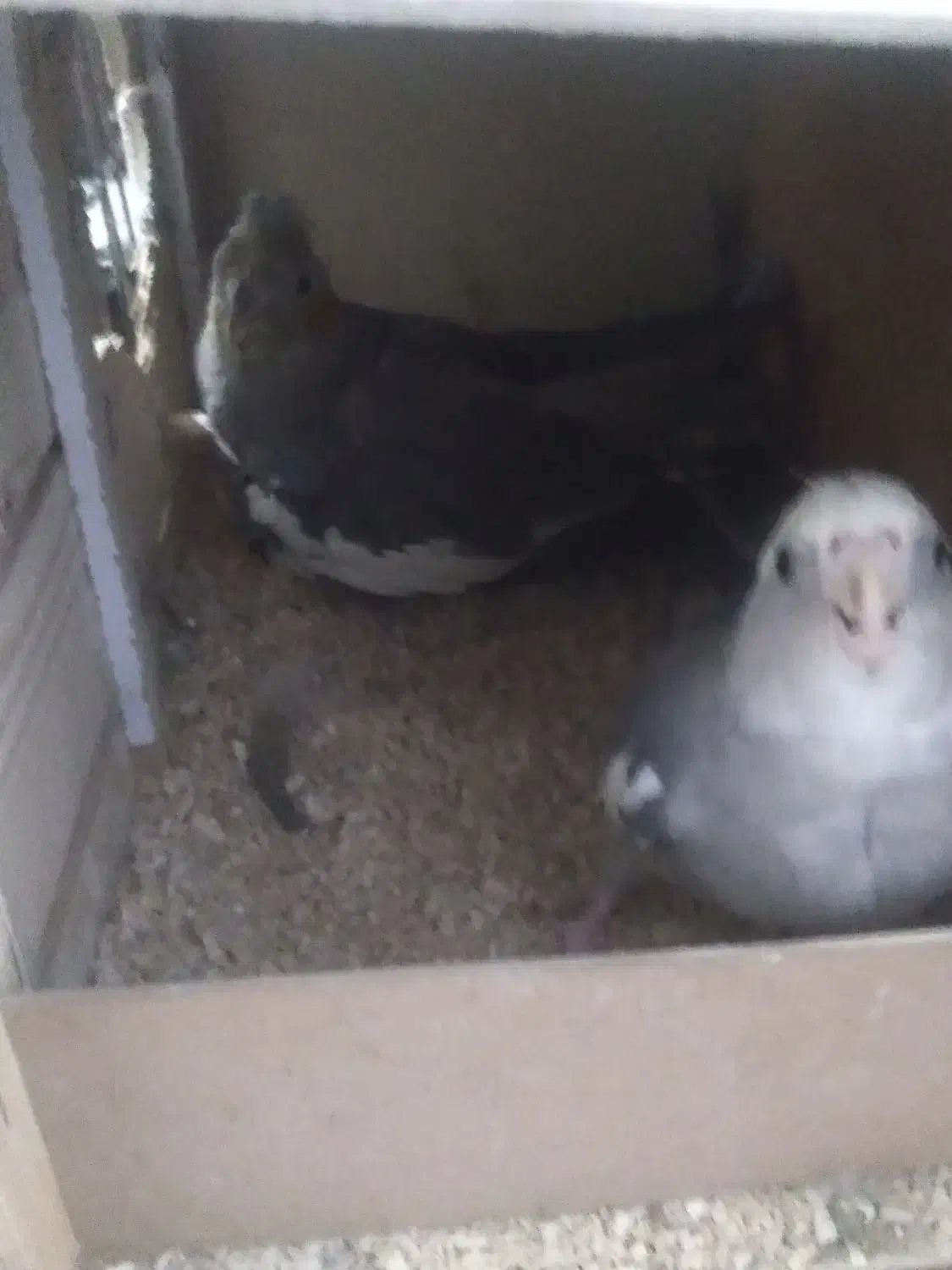 پرنده|پرنده|مشکین‌دشت, |دیوار