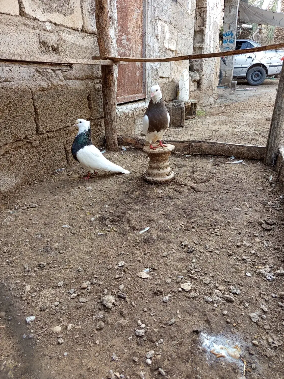 طوقی|پرنده|آبپخش, |دیوار