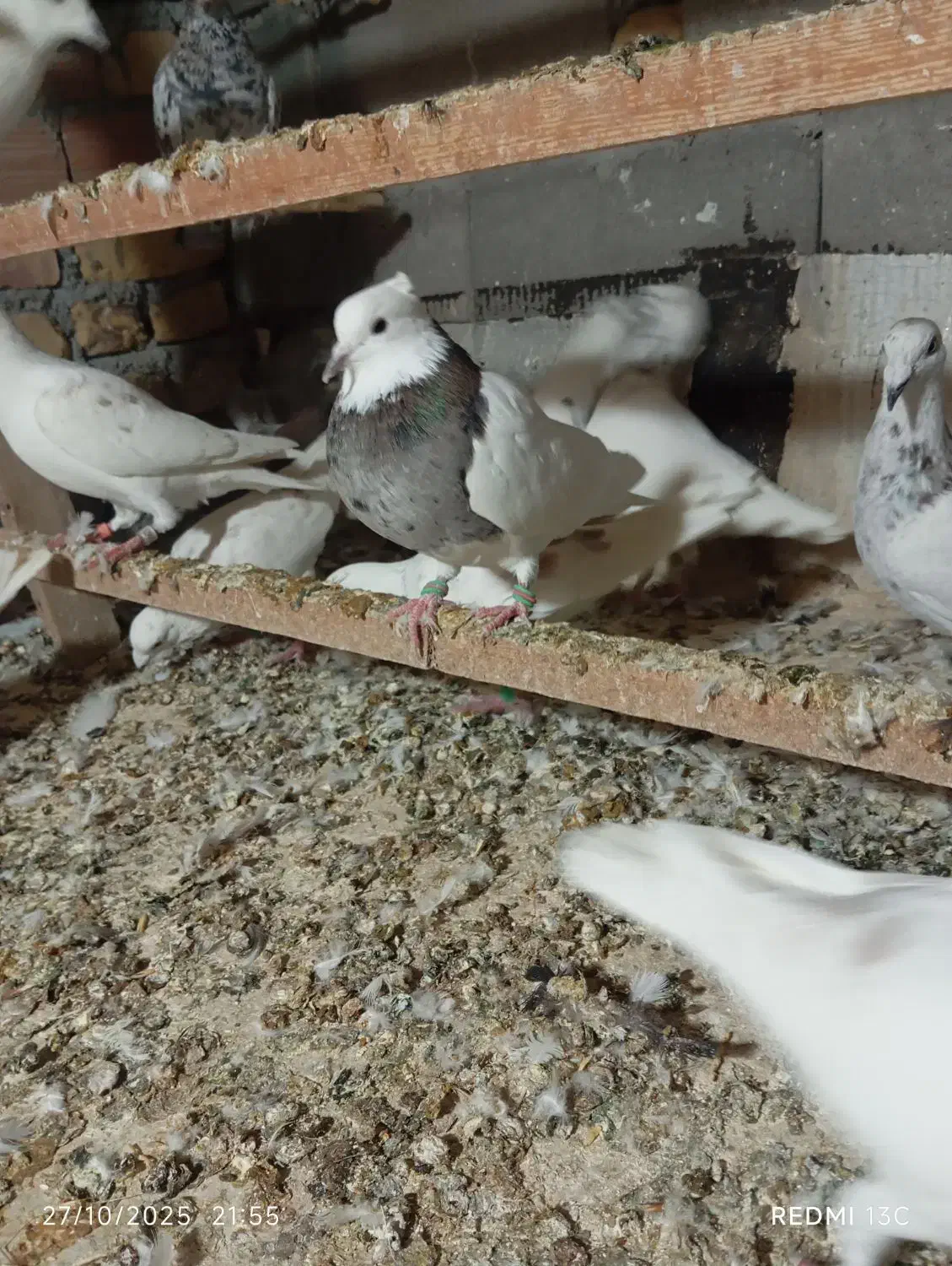 کبوتر طوقی ،دورگ سفید ،کوهی|پرنده|آشخانه, |دیوار