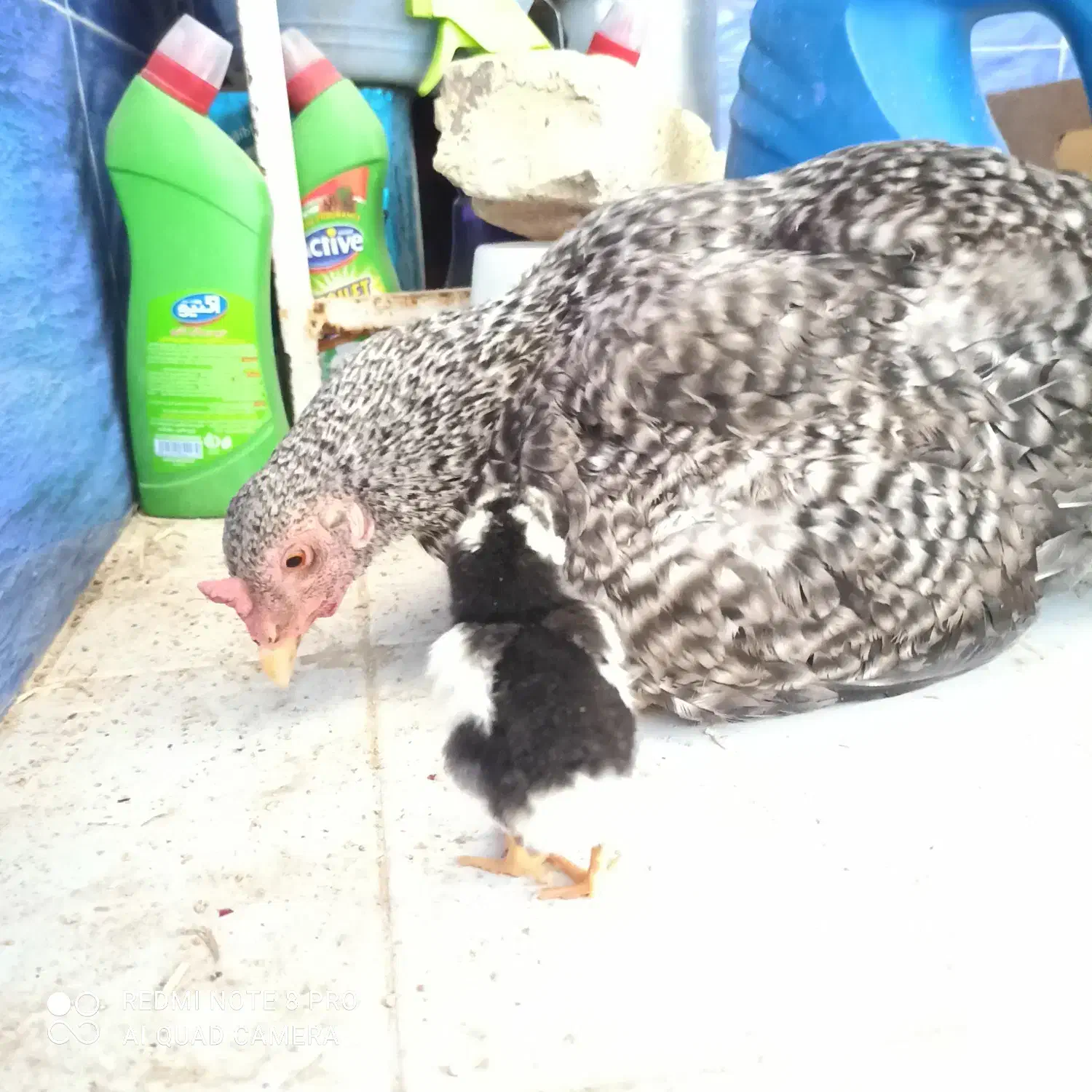 جوجه کنتاکی|خوردنی و آشامیدنی|شیراز, شهرک مطهری|دیوار