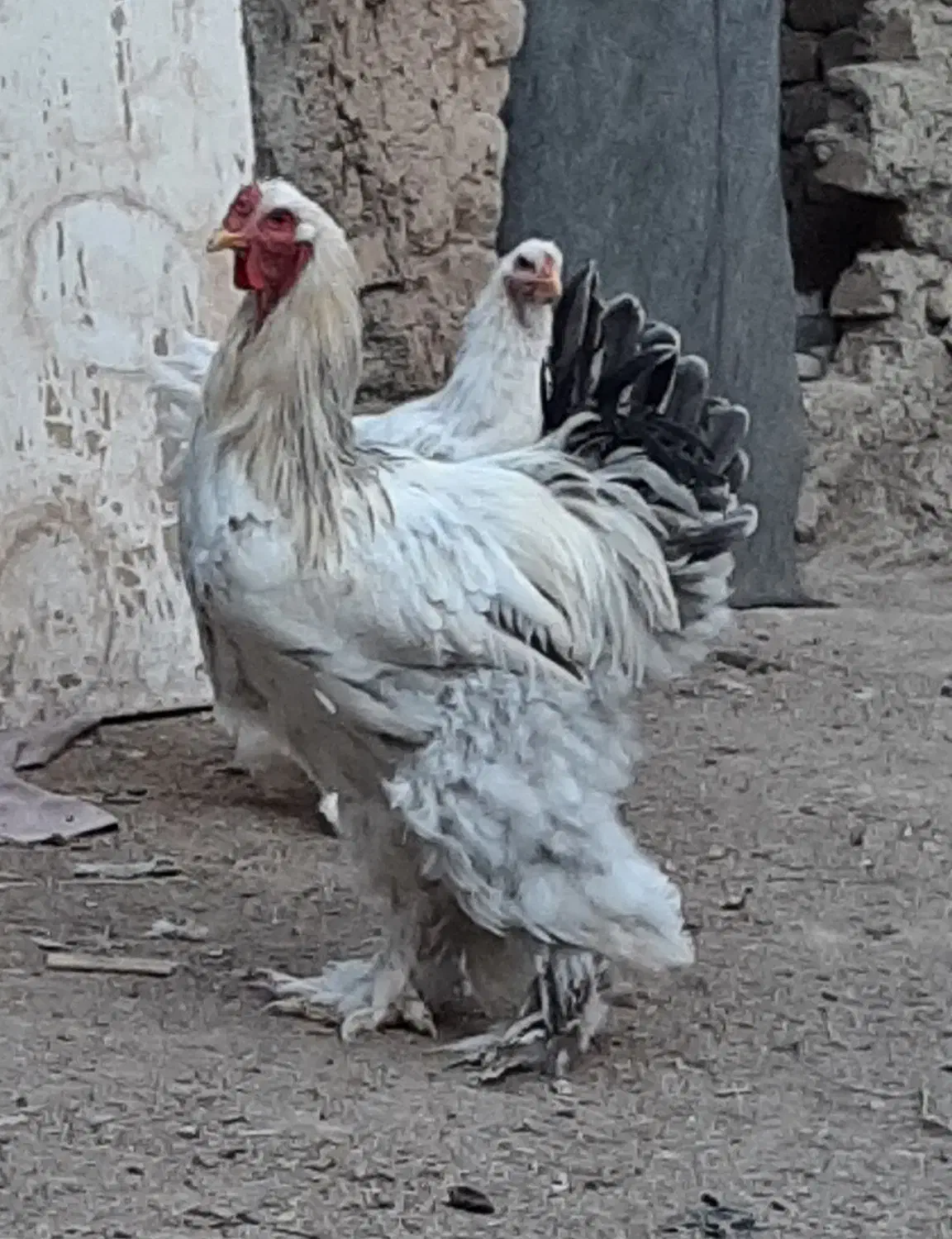 برهما بلولایت و وایت بالغ|حیوانات مزرعه|قرچک, مهدیه|دیوار