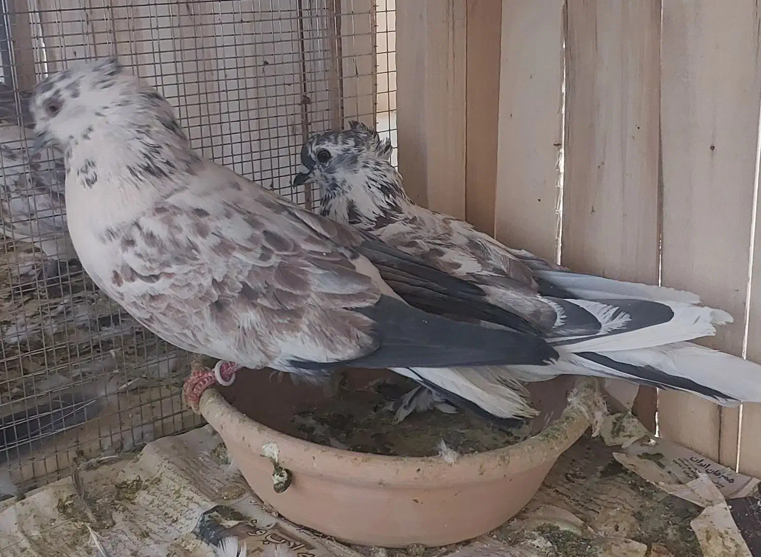 بوربوری دم سفید وشازده زرد کاکلی چکمه ای|پرنده|قم, کاسه گران|دیوار