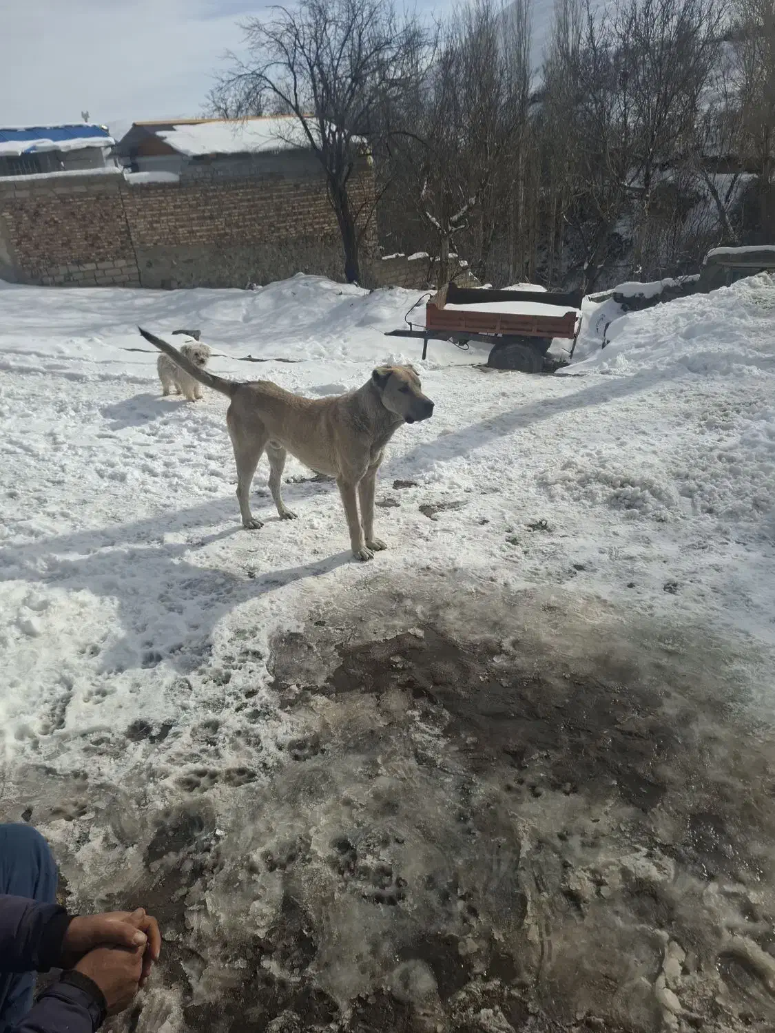 واگذاری سگ سراب|سگ|هشترود, |دیوار