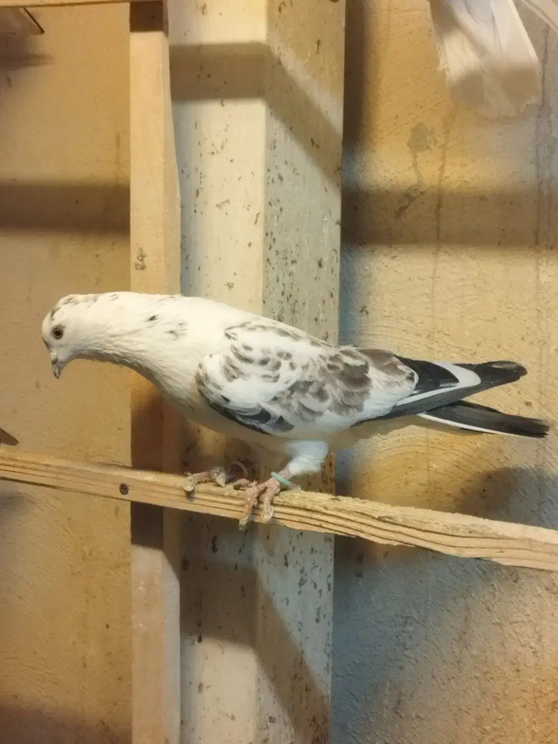 کفتر پرشی|پرنده|محمدشهر, زیبادشت|دیوار