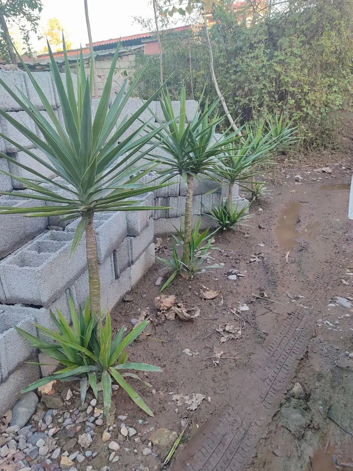 تعدادی گل یوکا بفروش میرسد|گل و گیاه طبیعی|کوچصفهان, |دیوار