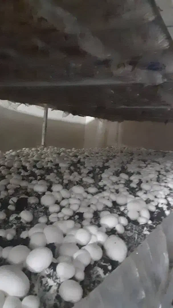 قارچ دکمه ای|خوردنی و آشامیدنی|ورامین, خیر آباد|دیوار