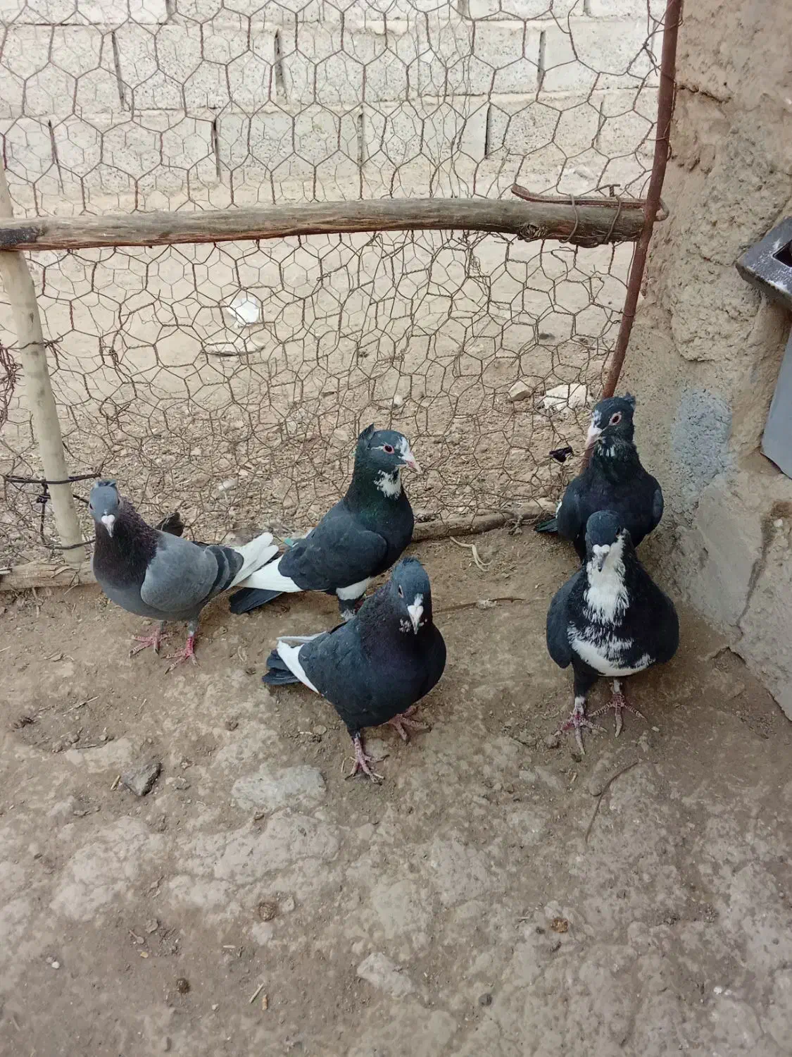 چهارتا نر پلنگ با ی نر سیا رسمی|پرنده|بافت, |دیوار