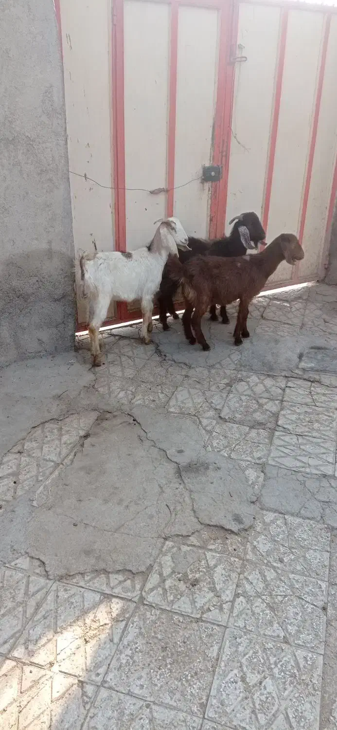 سه عدد بزقالع فروشی|حیوانات مزرعه|ملایر, |دیوار