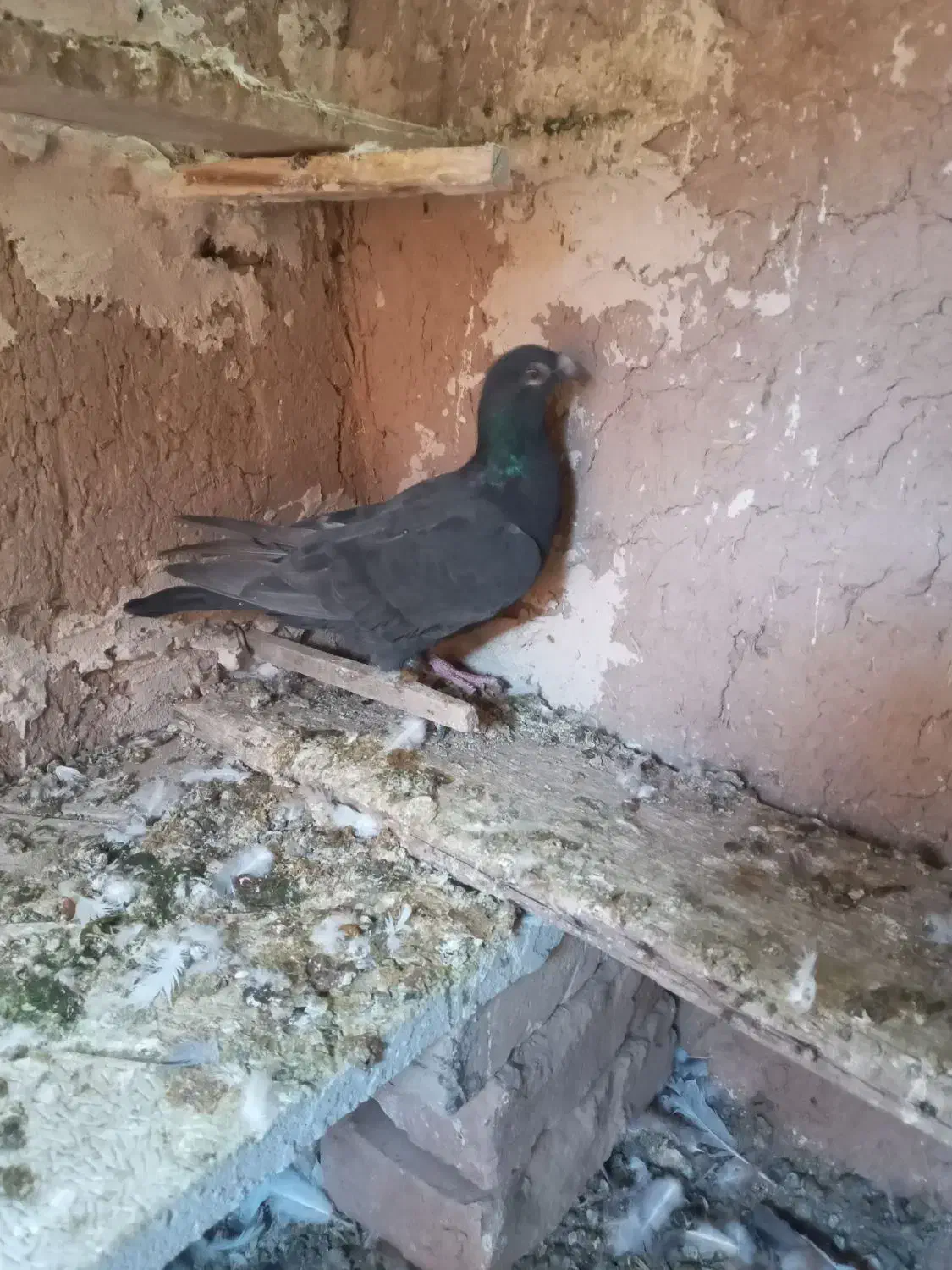 کبوتر|پرنده|قائن, |دیوار