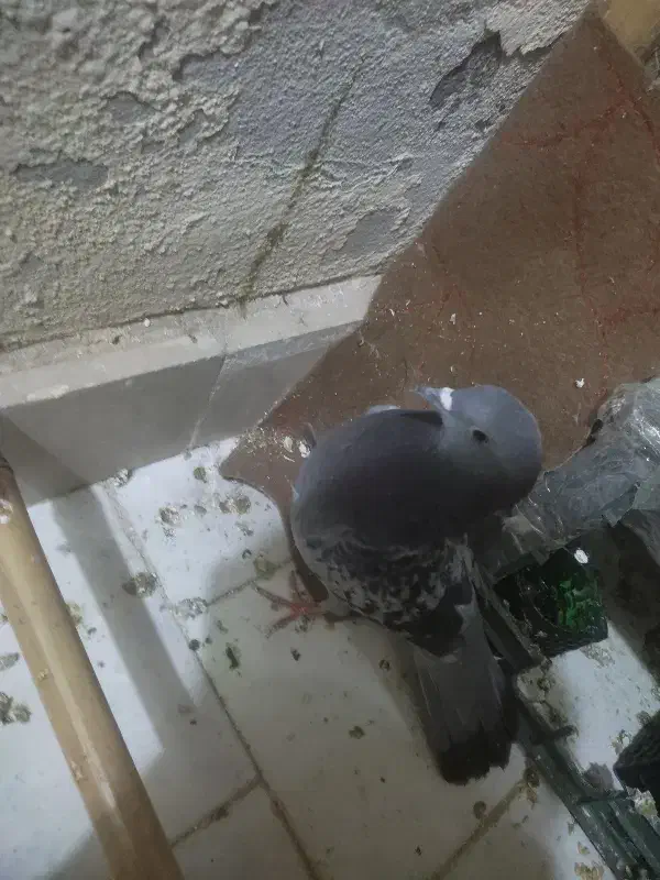 کبوتر|پرنده|پرند, فاز ۴|دیوار