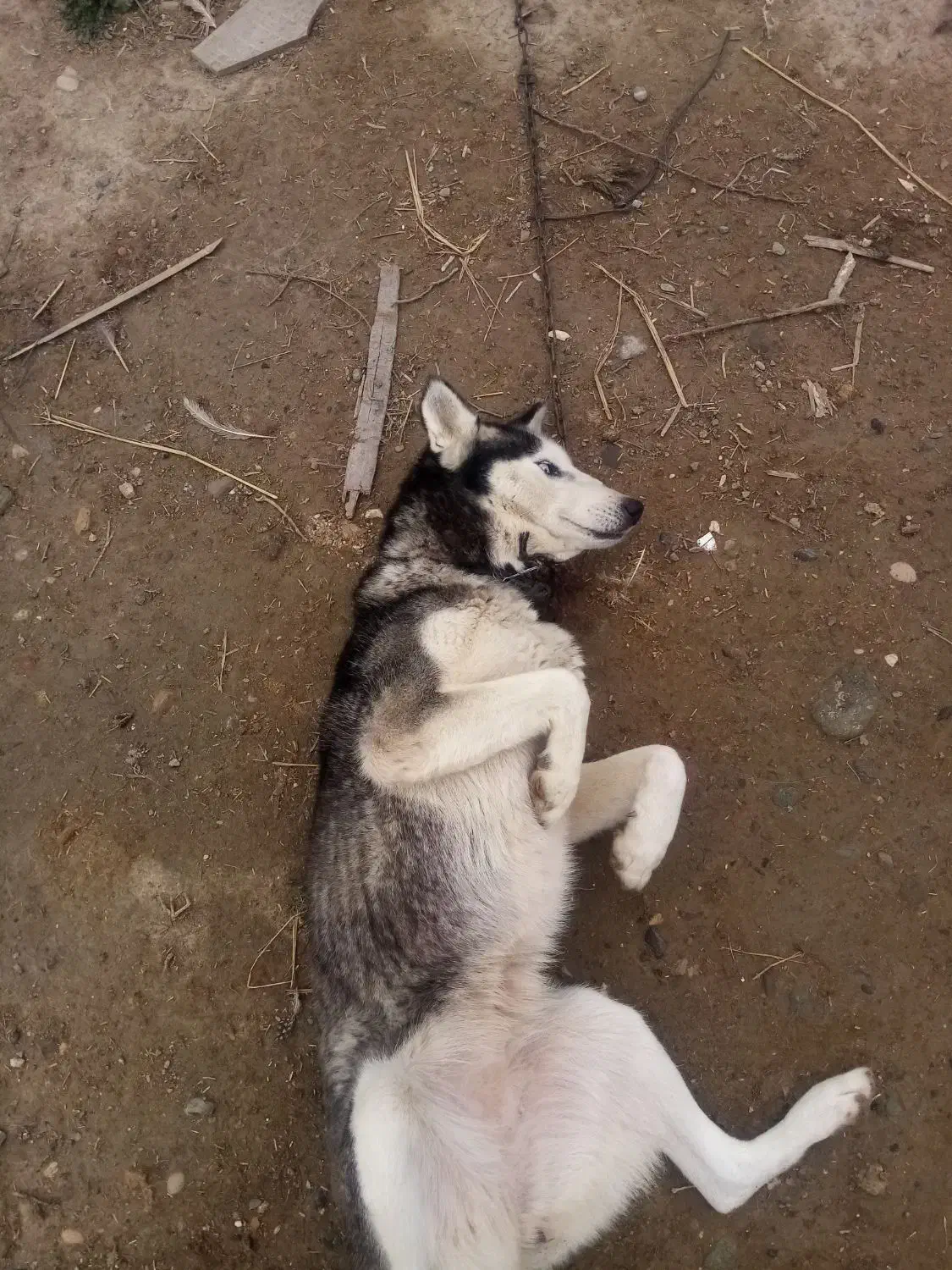 هاسکی|سگ|سیمین شهر, |دیوار