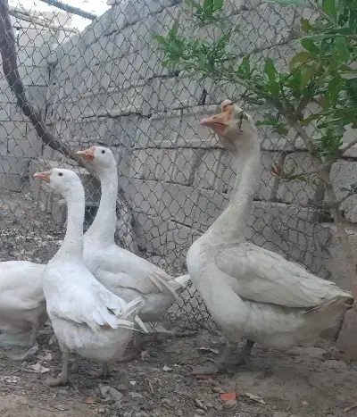 قو غاز مولد|حیوانات مزرعه|پیر بکران, |دیوار