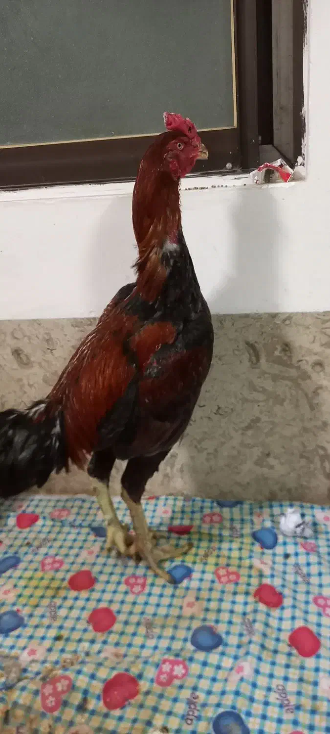 خروس لاری قلم سبز|حیوانات مزرعه|آمل, |دیوار