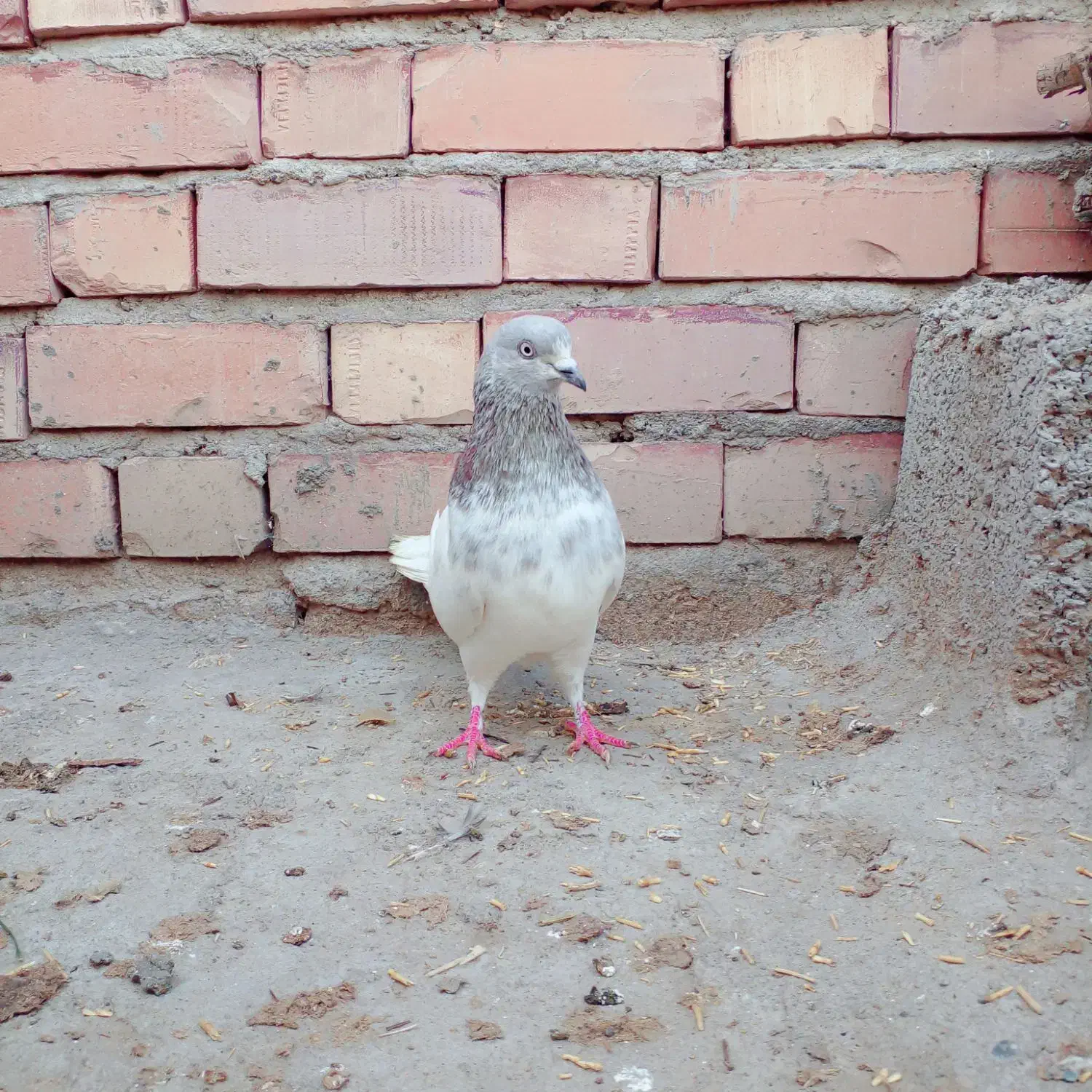 کبوتر|پرنده|جیرفت, |دیوار