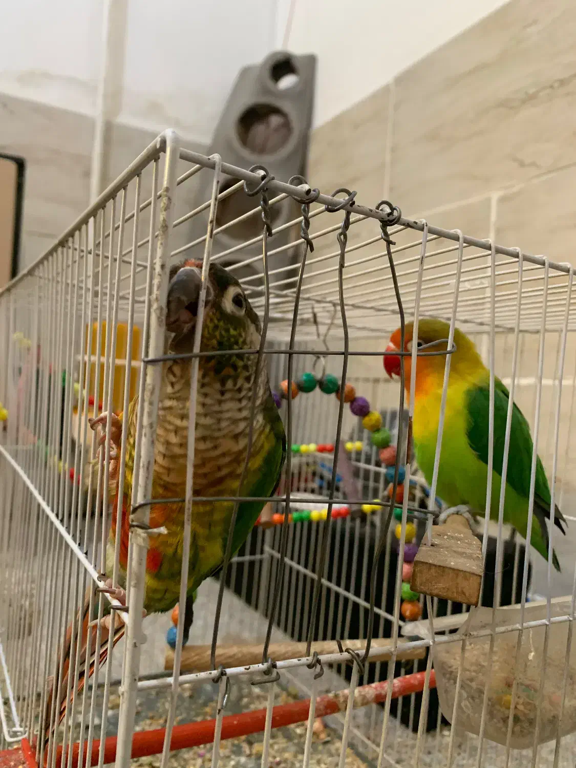 گرینچیک|پرنده|مشهد, ایثارگران|دیوار