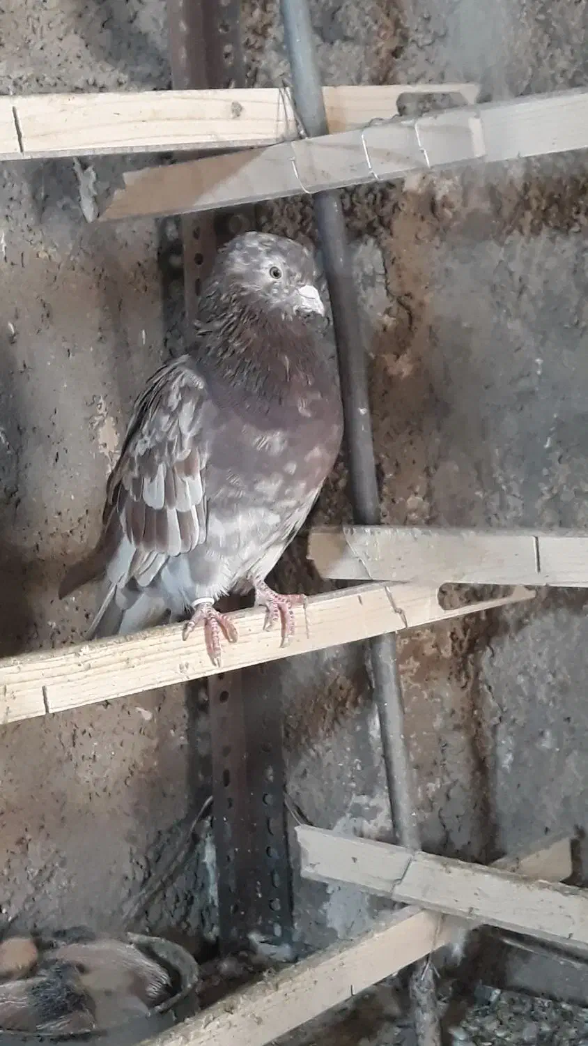 مایه کفتر|پرنده|قرچک, شهرک الحدید|دیوار