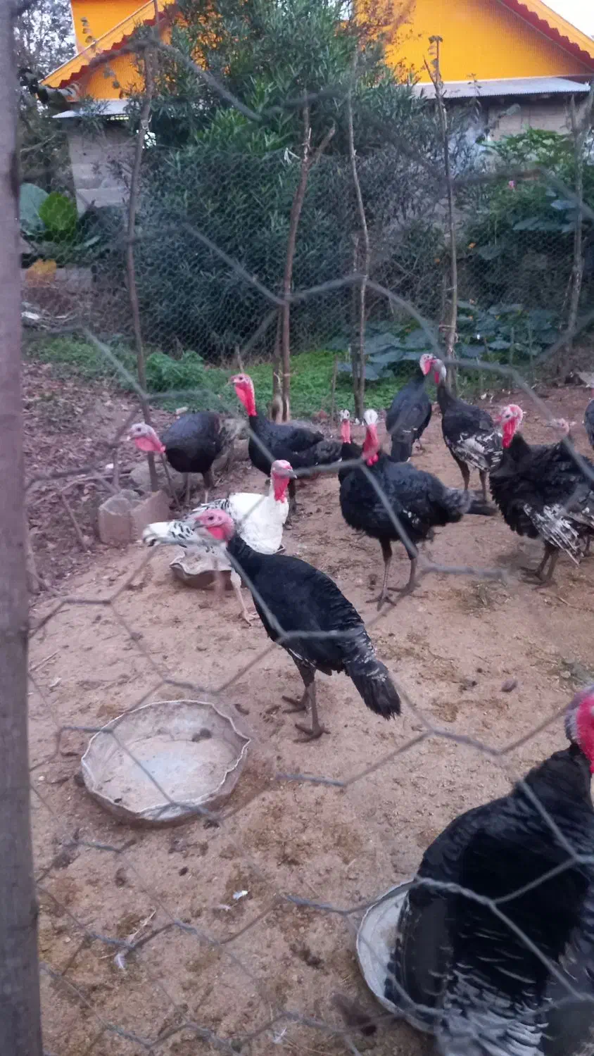 بوقلمون جوان امساله|حیوانات مزرعه|سنگر, |دیوار