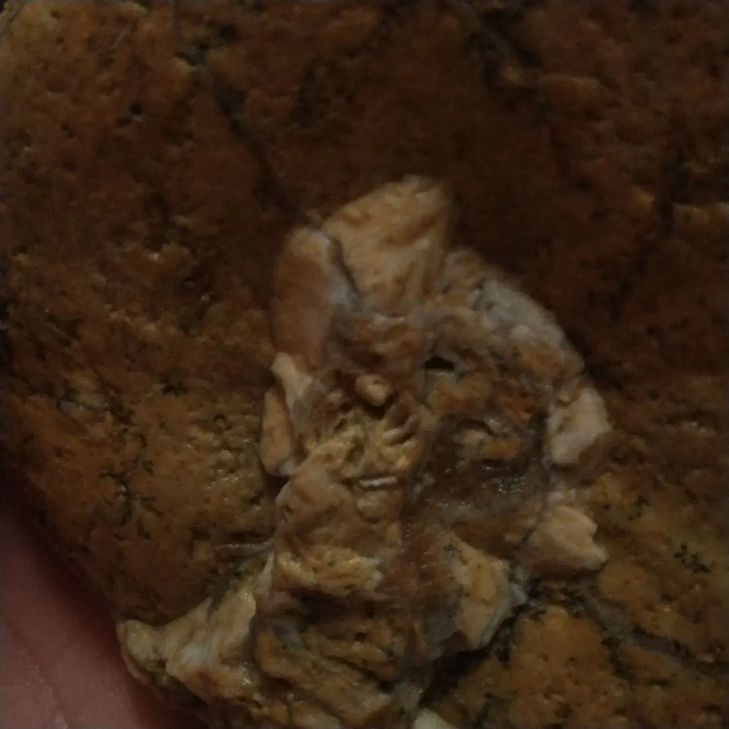 سنگ فسیل|کلکسیون اشیاء عتیقه|دلبران, |دیوار