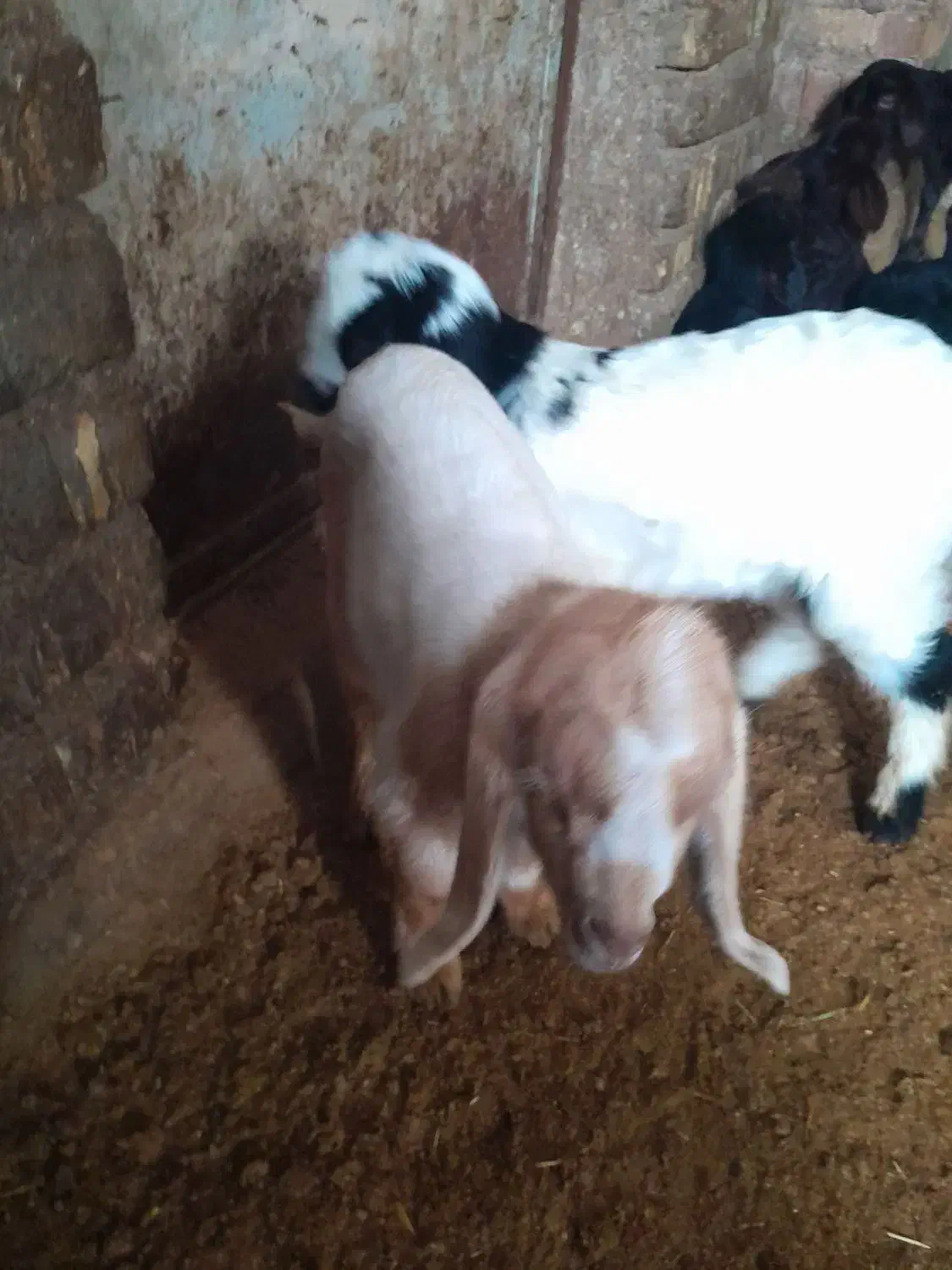 ۲عددبزگاله|حیوانات مزرعه|قره پشتلو, |دیوار