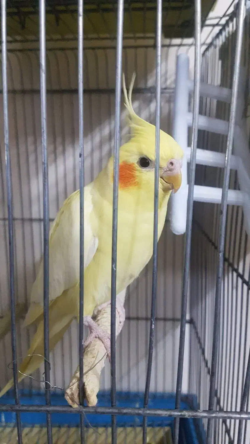 عروس هلندی|پرنده|پاکدشت, حصار امیر|دیوار