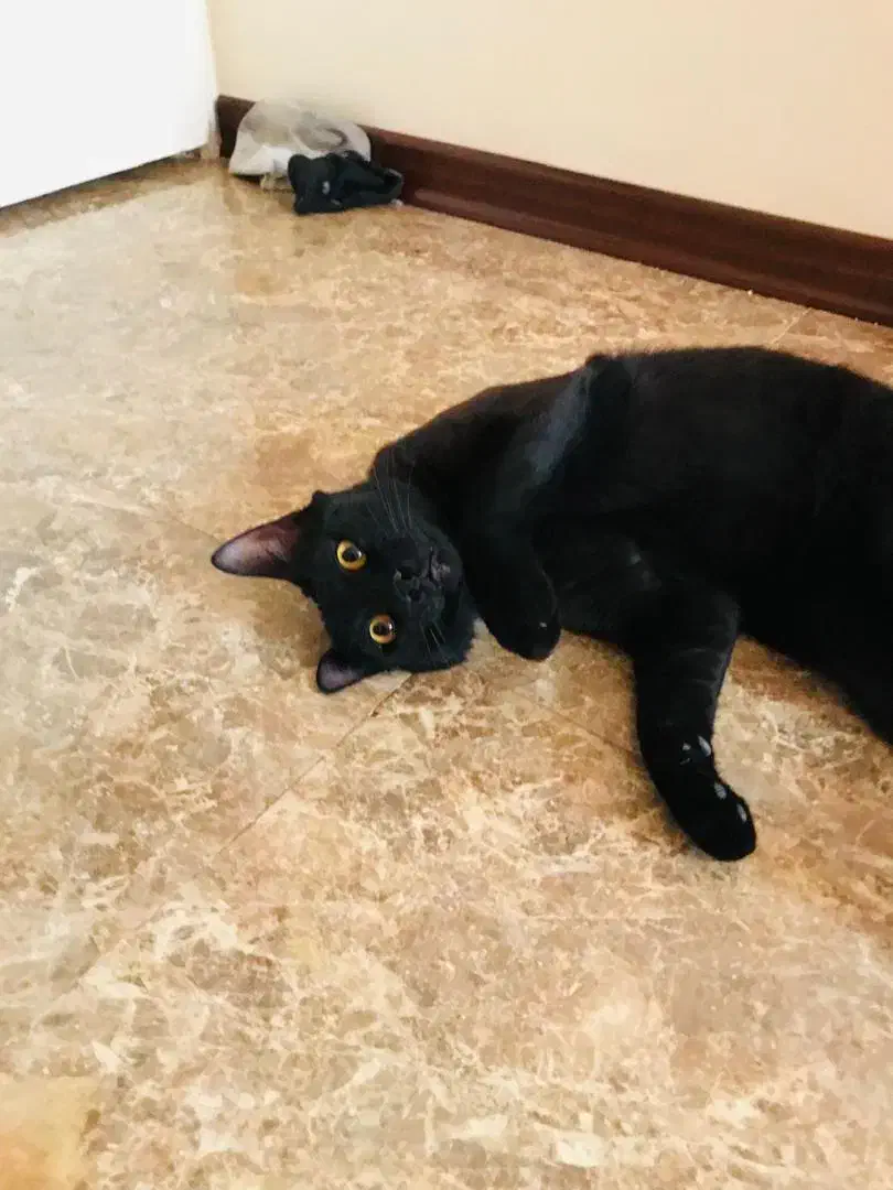 واگذاری فوری|گربه|اندیشه, اندیشه فاز ۴|دیوار