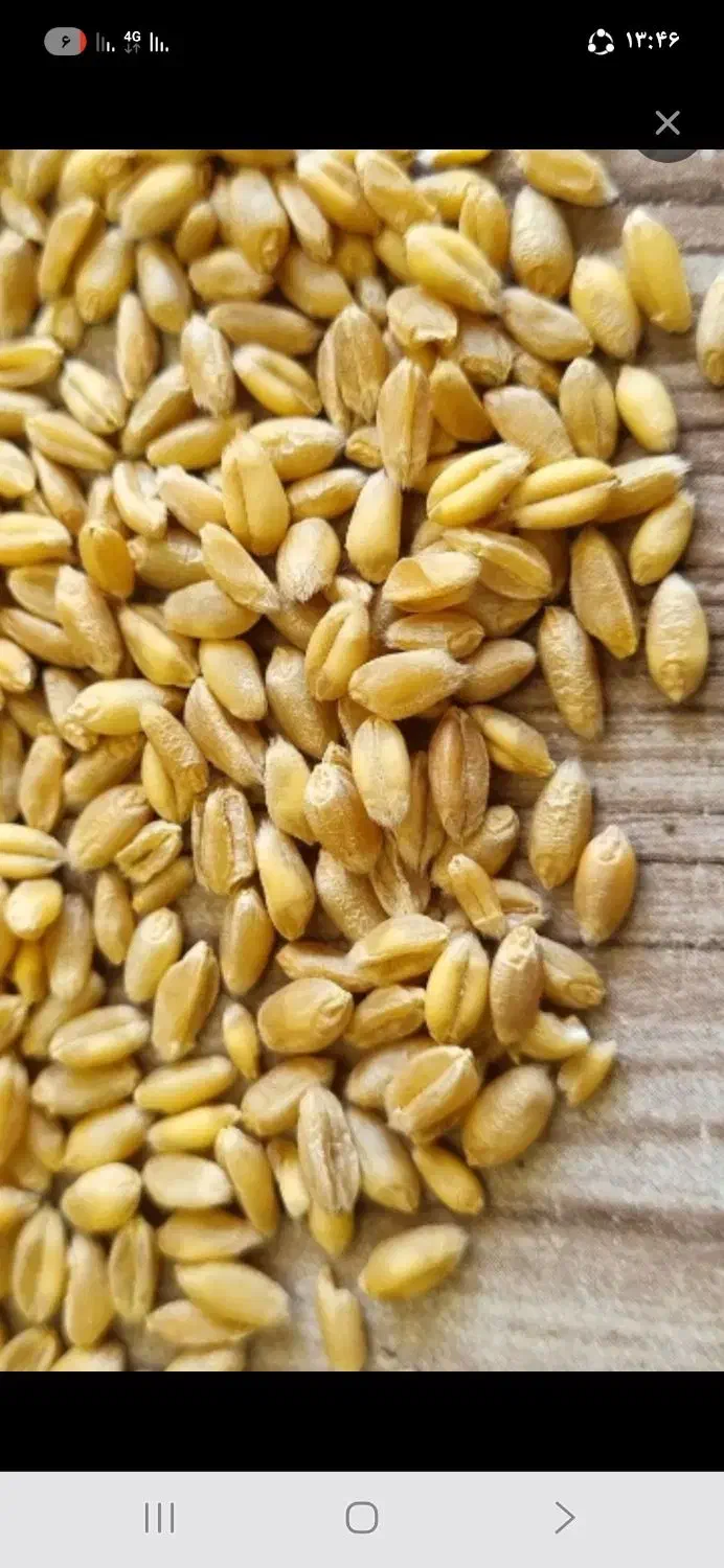 گندم آبی پیشگام|خوردنی و آشامیدنی|بشاریات, |دیوار