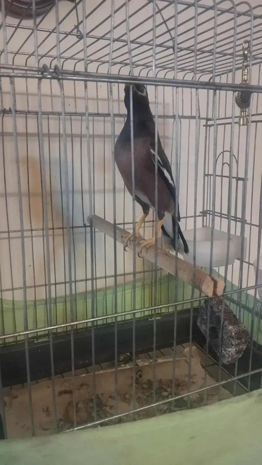 پرنده|پرنده|تهران, ارامنه|دیوار