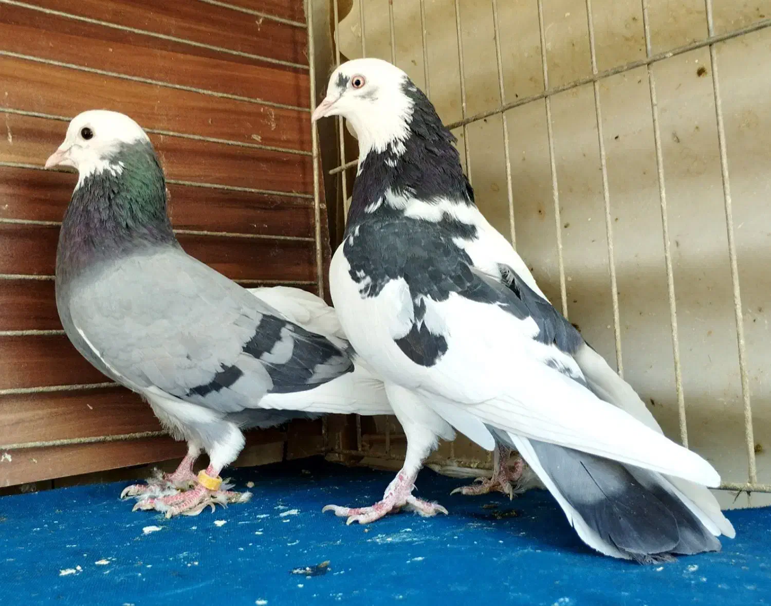 کبوتر|پرنده|رشت, لاکان شهر|دیوار