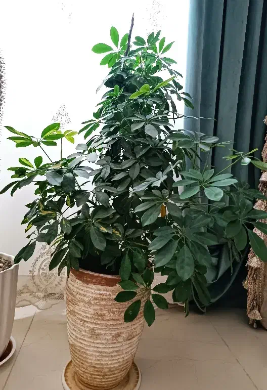 شلفرا بزرگ|گل و گیاه طبیعی|گلبهار, شهر جدید گلبهار|دیوار