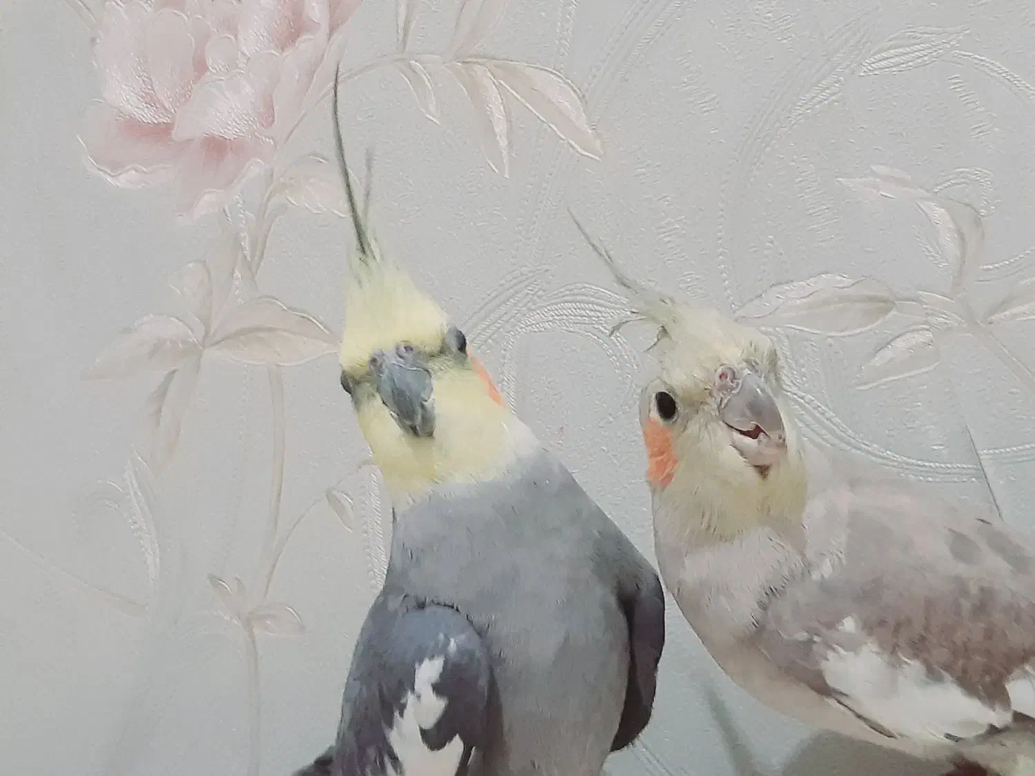 یک جفت طوطی عروس مولد|پرنده|قزوین, |دیوار