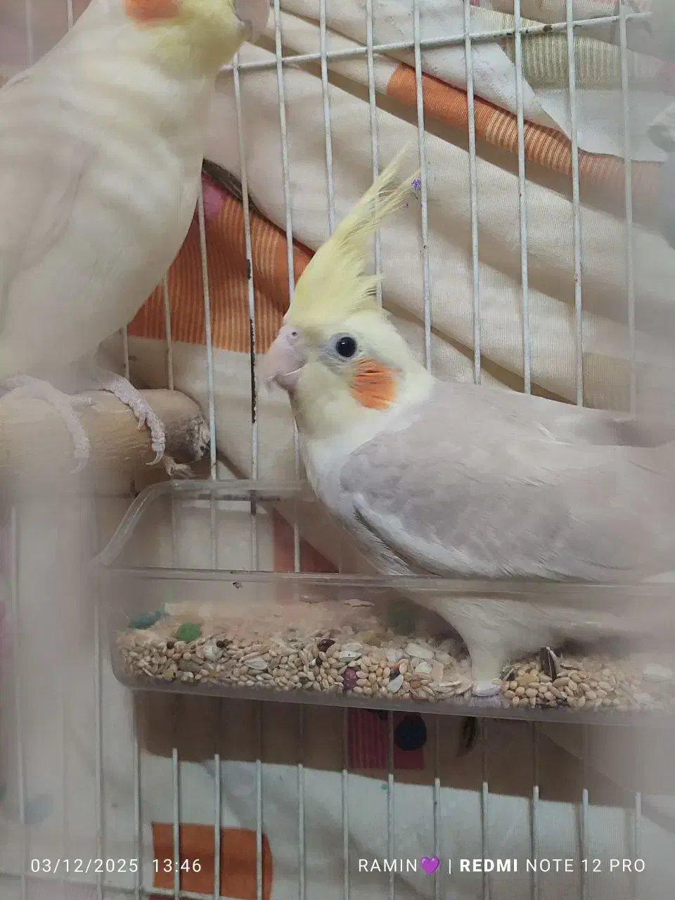 عروس هلندی|پرنده|مشهد, ولیعصر (شهرک غرب)|دیوار