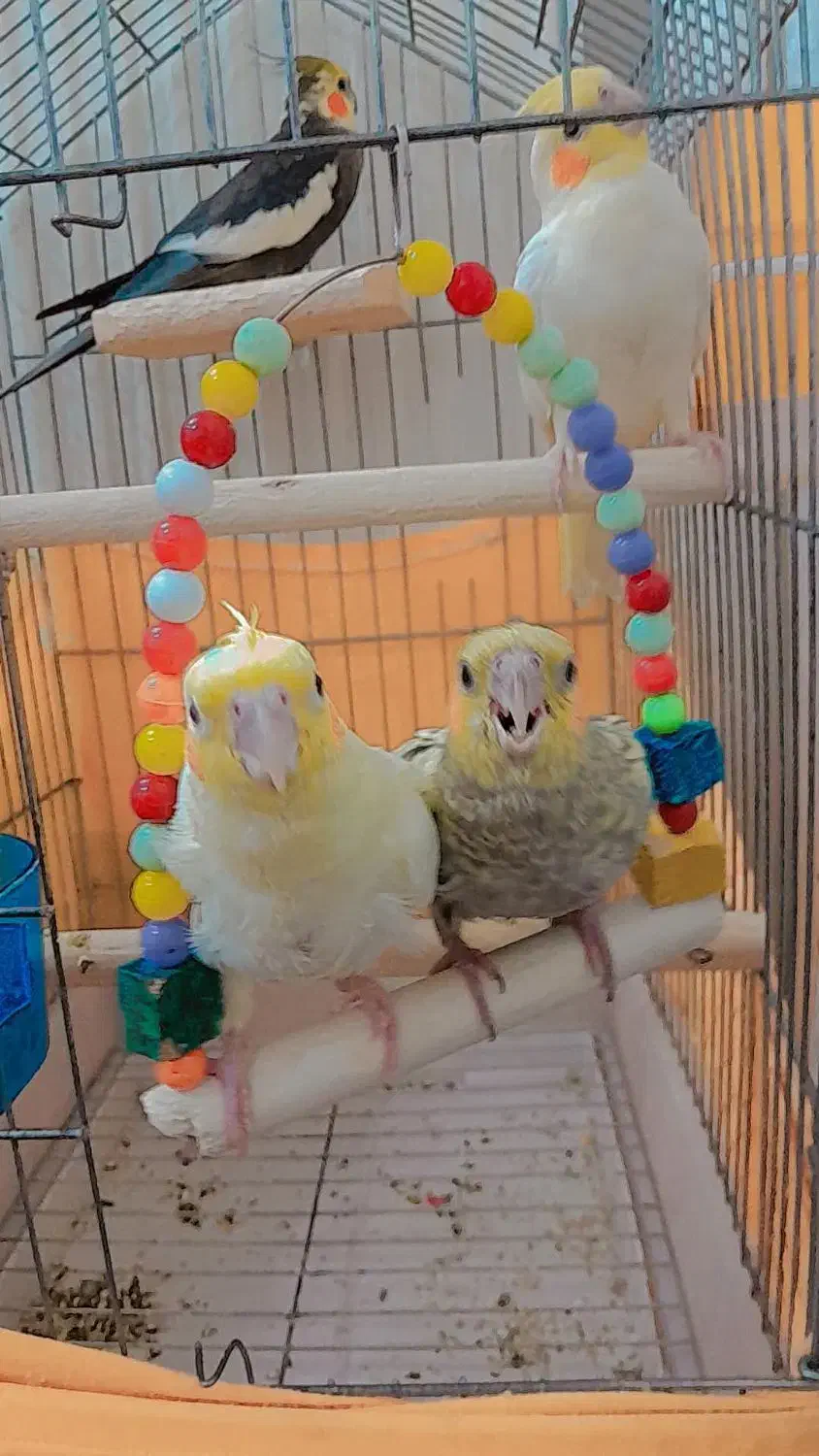 دو عدد جوجه عروس|پرنده|قم, پردیسان|دیوار