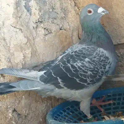 المانی خوب ذات درست|پرنده|تربت جام, معدآباد|دیوار