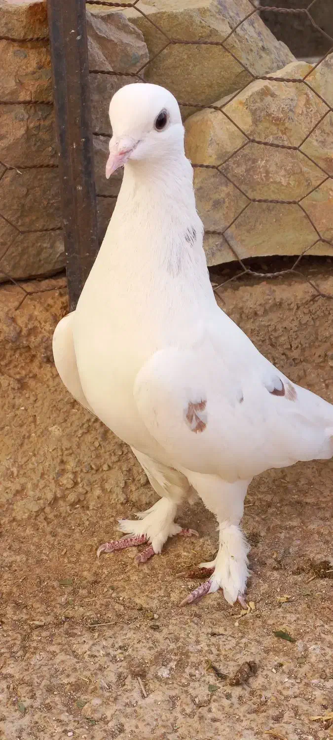 کفتر پرشی اصیل|پرنده|هشتگرد, شهرک گلها|دیوار