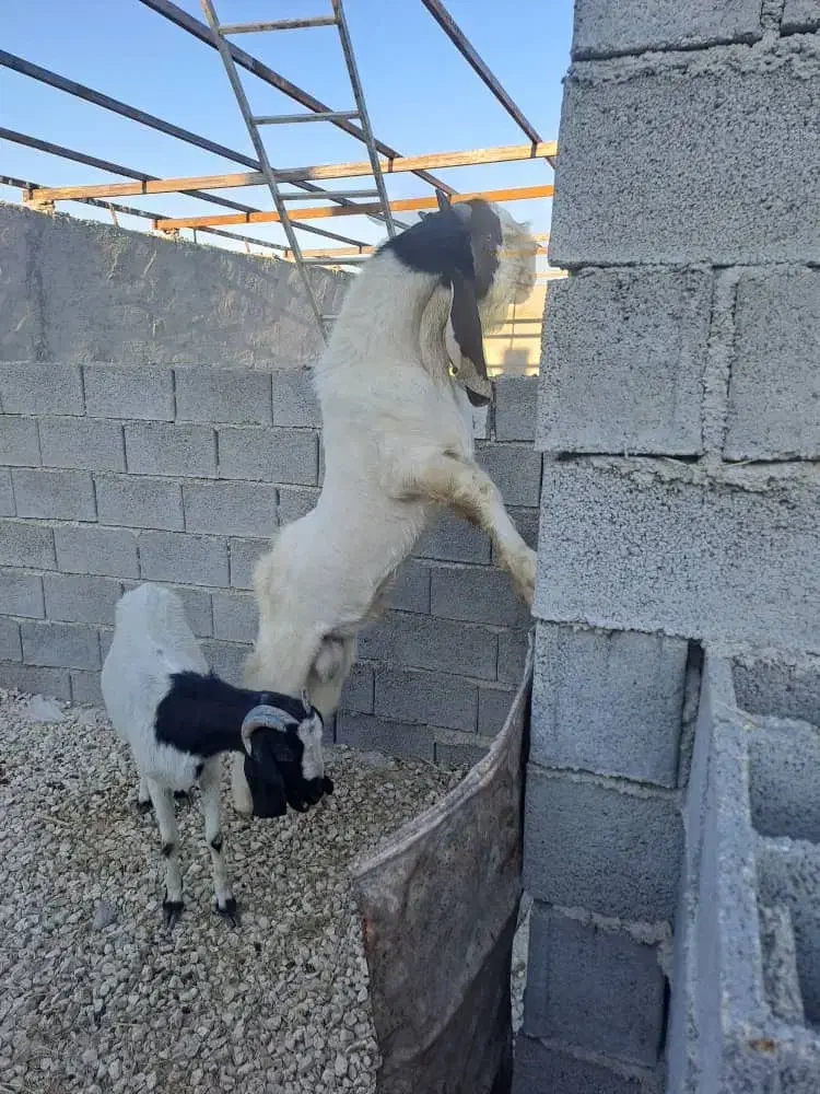 پازن گلابی|حیوانات مزرعه|زرین دشت (فارس), |دیوار