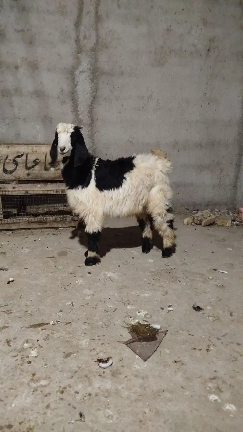 بزغاله نر بز|حیوانات مزرعه|رامیان, |دیوار