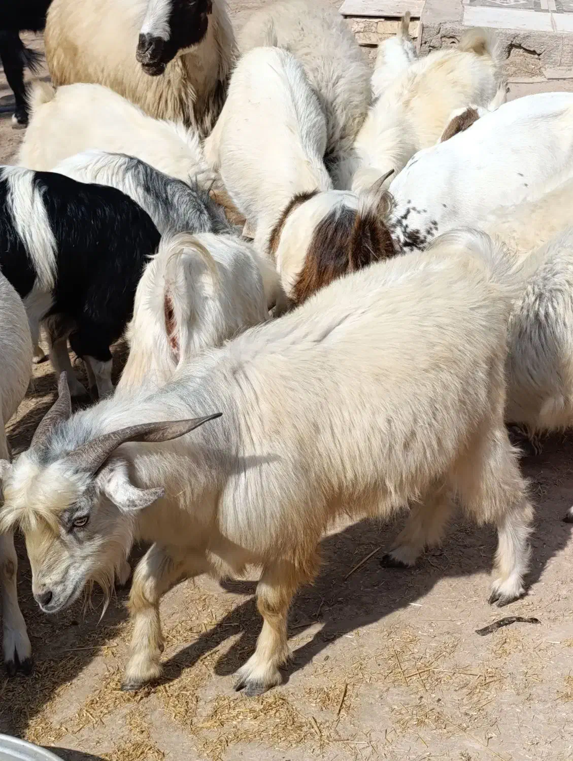 کهره نر چاق|حیوانات مزرعه|احمدی, |دیوار