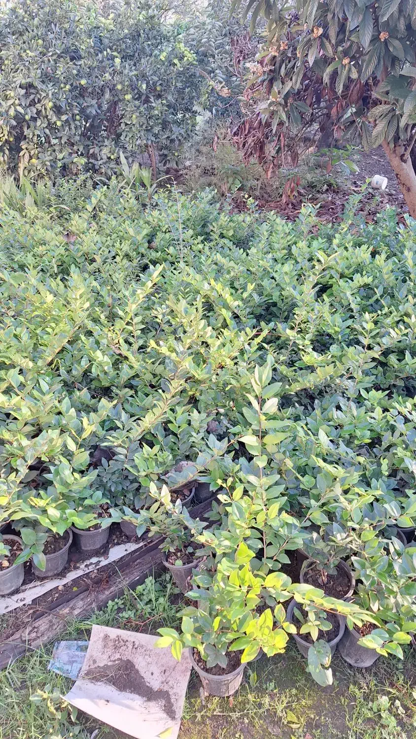 یاس هلندی سطل۳.۵|گل و گیاه طبیعی|رودسر, |دیوار