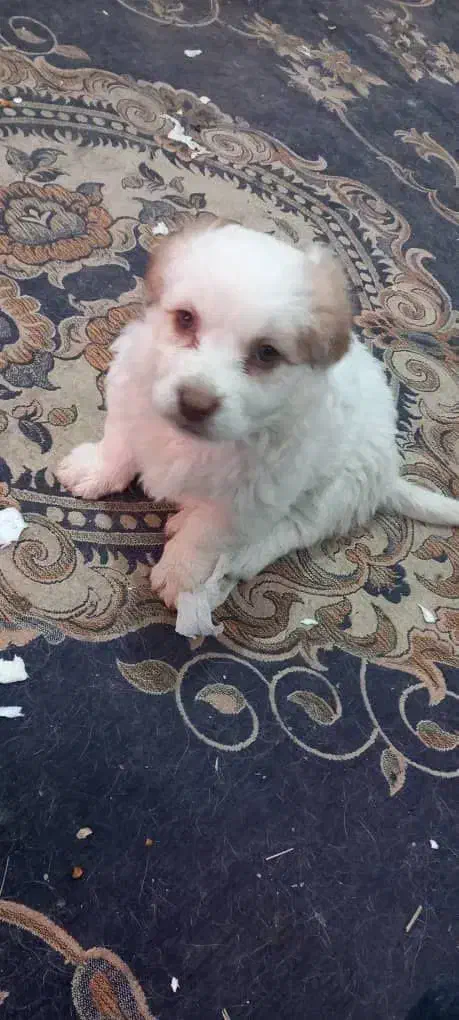 سگ پاکوتاه|سگ|رفسنجان, |دیوار