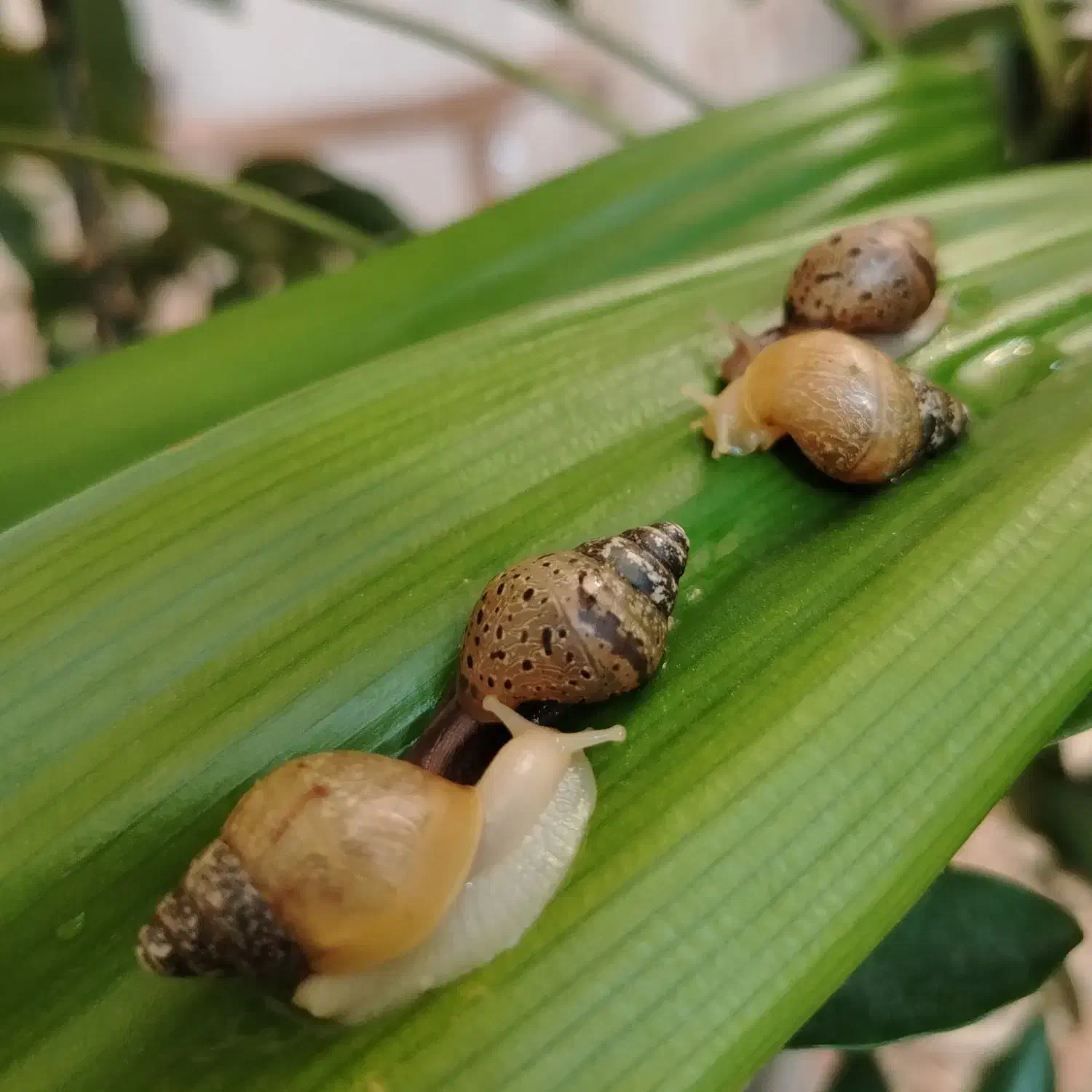 حلزون آچاتینا|خزنده|ملایر, |دیوار