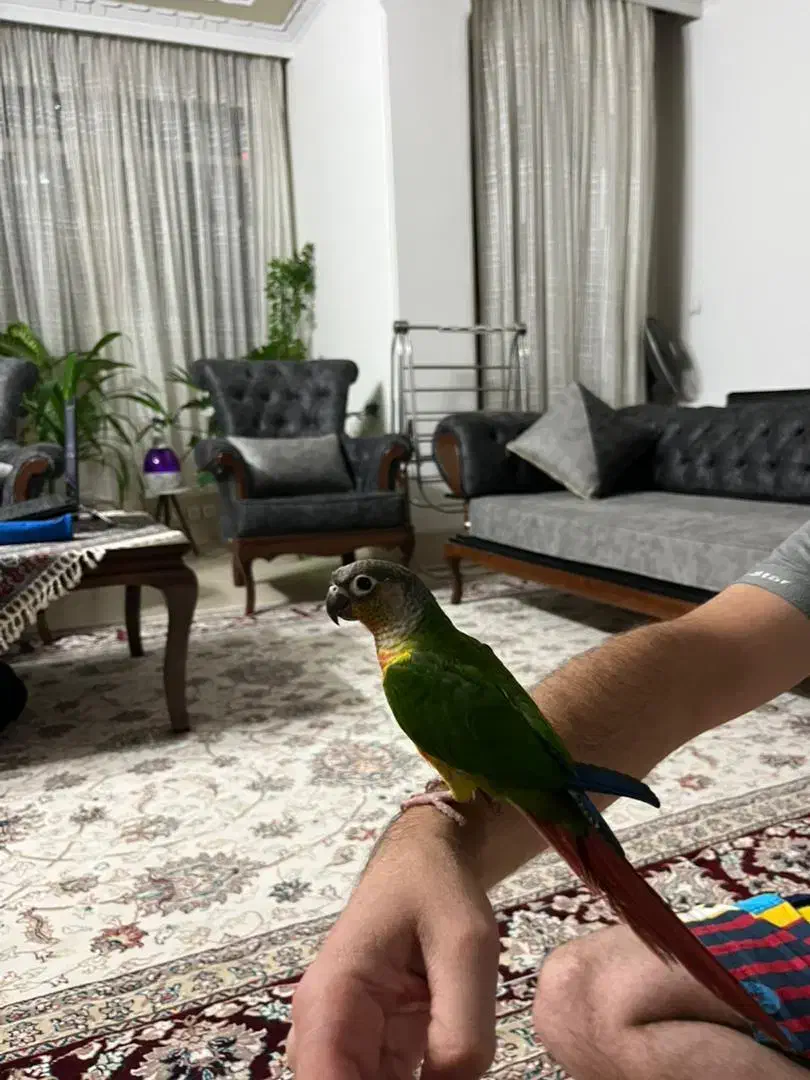 طوطی گیرینچیک دستی|پرنده|اصفهان, کوی ولی عصر|دیوار