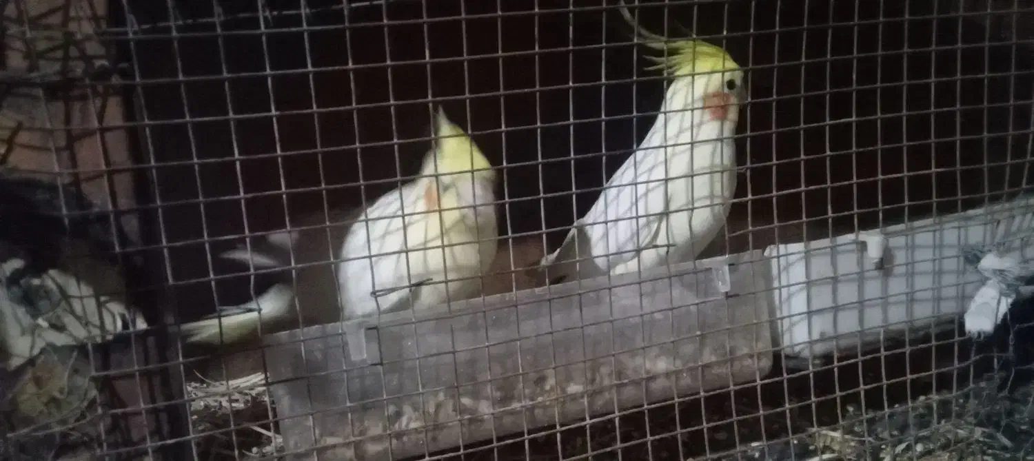 عروس هلندی|پرنده|سیب و سوران, |دیوار