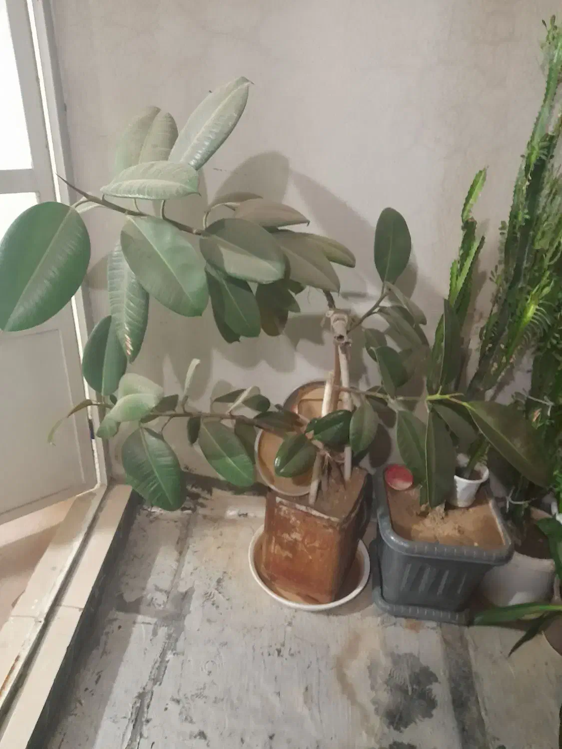 فروش گل های خانگی|گل و گیاه طبیعی|سنندج, |دیوار